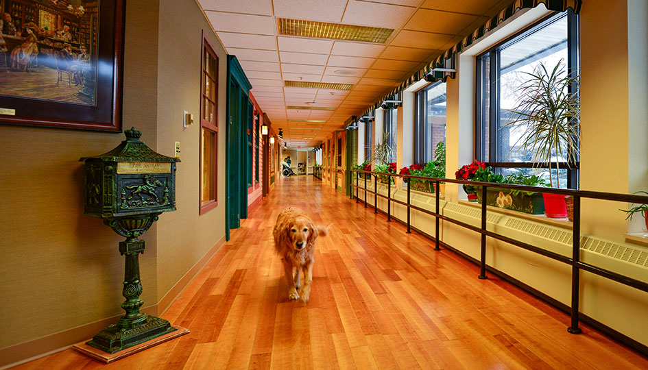 Minnesota State Veterans Home hallway with wood flooring, windows, and dog